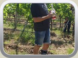 Weingut Möslein